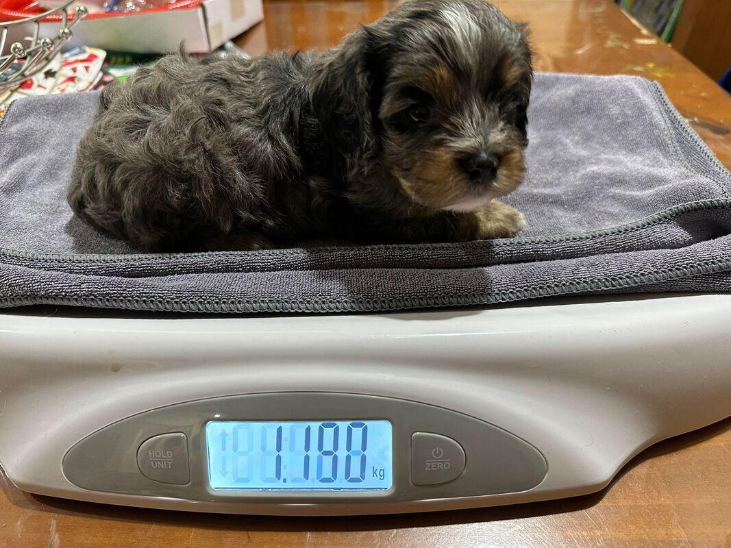 Merle cavoodle best sale